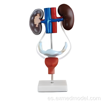 Modelo de anatomía urogenital femenina